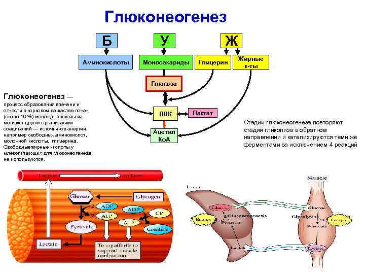 Глюконеогенез Б У Аминокислоты Моносахариды Ж Глицерин Жирные к-ты Глюкоза Глюконеогенез — процесс образования