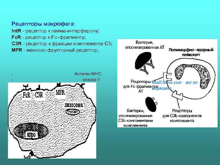 Рецепторы макрофага: Int. R  рецептор к гамма интерферону; Fc. R  рецептор к