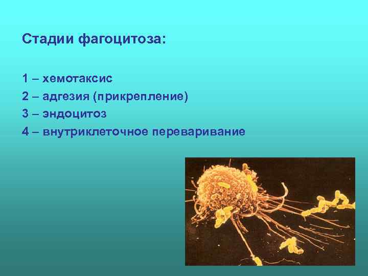 Стадии фагоцитоза:  1 – хемотаксис 2 – адгезия (прикрепление) 3 – эндоцитоз 4
