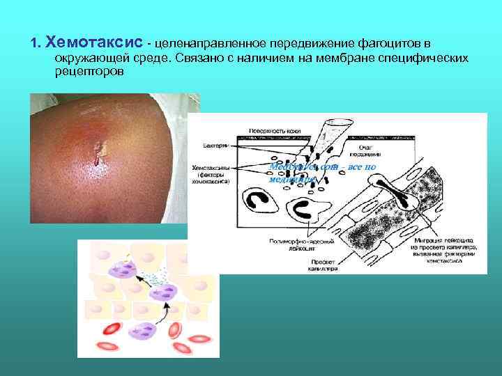 1. Хемотаксис  целенаправленное передвижение фагоцитов в  окружающей среде. Связано с наличием на