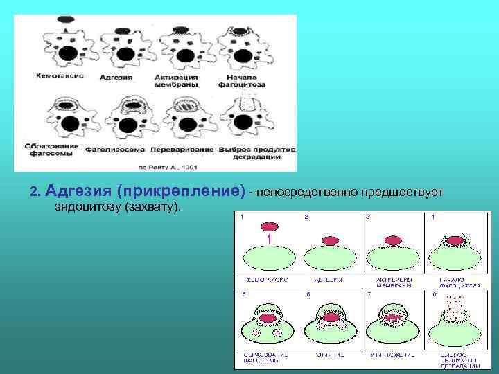 2. Адгезия  (прикрепление)  непосредственно предшествует  эндоцитозу (захвату). 