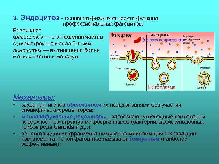 3.  Эндоцитоз  основная физиологическая функция    профессиональных фагоцитов. Различают фагоцитоз