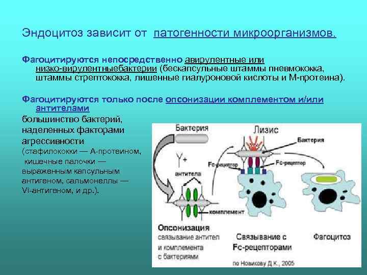 Эндоцитоз зависит от патогенности микроорганизмов.  Фагоцитируются непосредственно авирулентные или  низко вирулентныебактерии (бескапсульные