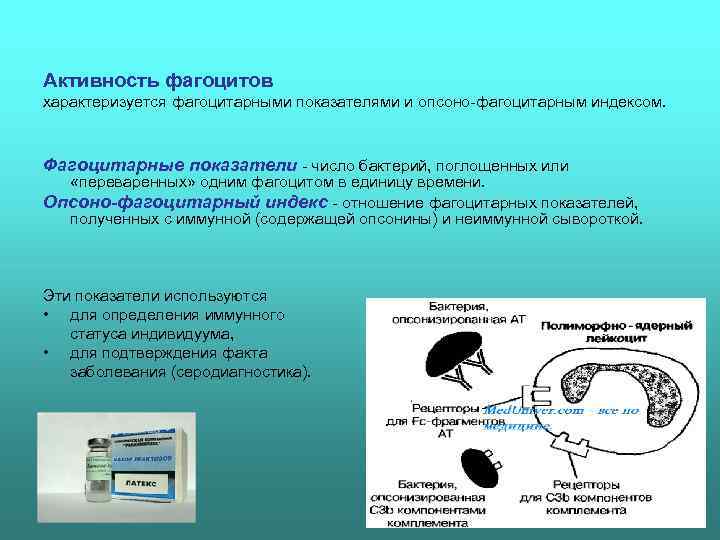 Активность фагоцитов характеризуется фагоцитарными показателями и опсоно фагоцитарным индексом. Фагоцитарные показатели  число бактерий,