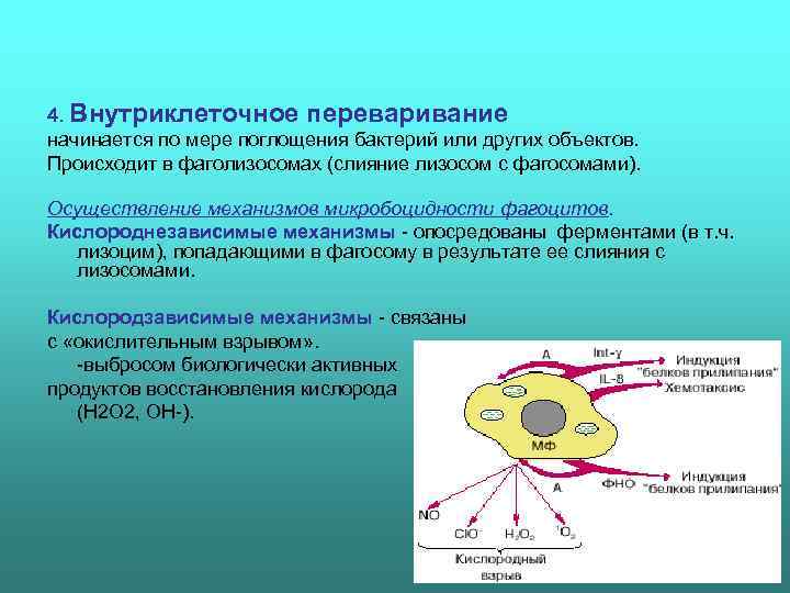 4. Внутриклеточное переваривание начинается по мере поглощения бактерий или других объектов. Происходит в фаголизосомах