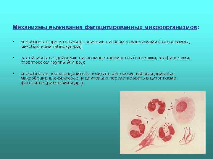 Механизмы выживания фагоцитированных микроорганизмов:  •  способность препятствовать слиянию лизосом с фагосомами (токсоплазмы,