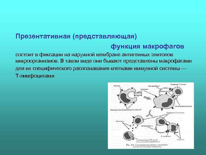 Презентативная (представляющая)     функция макрофагов состоит в фиксации на наружной мембране