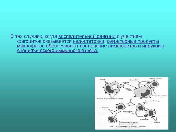 В тех случаях, когда воспалительной реакции с участием  фагоцитов оказывается недостаточно, секреторные продукты