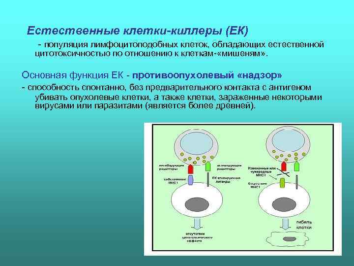  Естественные клетки-киллеры (ЕК) популяция лимфоцитоподобных клеток, обладающих естественной  цитотоксичностью по отношению к