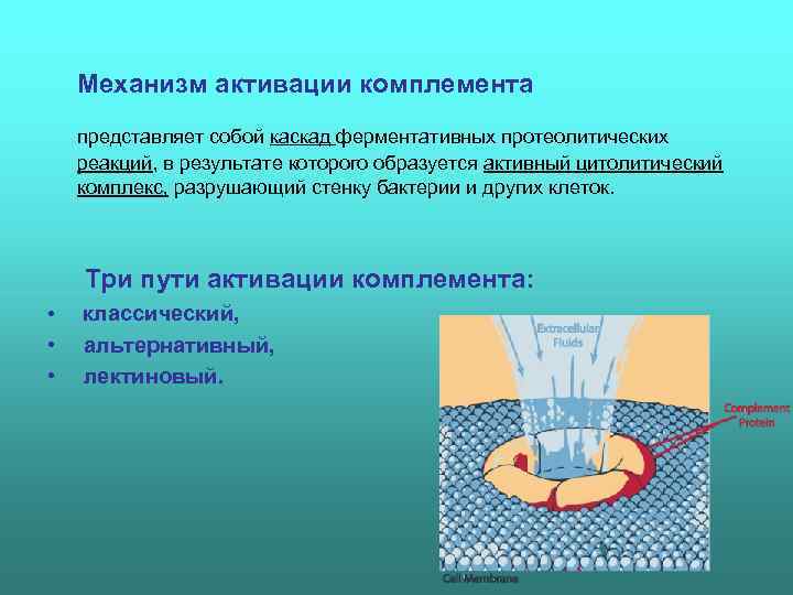   Механизм активации комплемента представляет собой каскад ферментативных протеолитических реакций, в результате которого