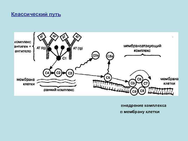 Классический путь     внедрение комплекса     в мембрану