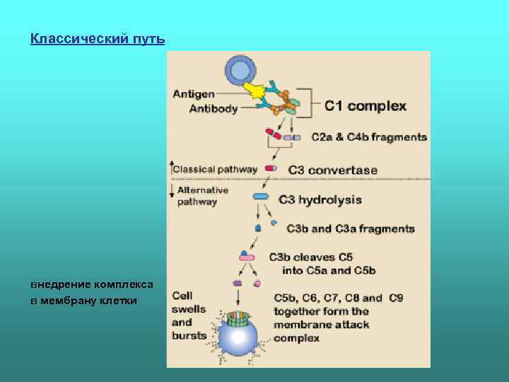Классический путь внедрение комплекса в мембрану клетки 