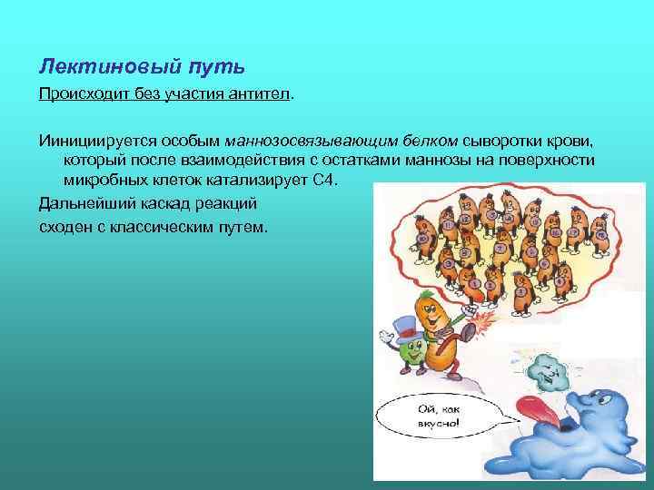 Лектиновый путь Происходит без участия антител.  Иинициируется особым маннозосвязывающим белком сыворотки крови, который