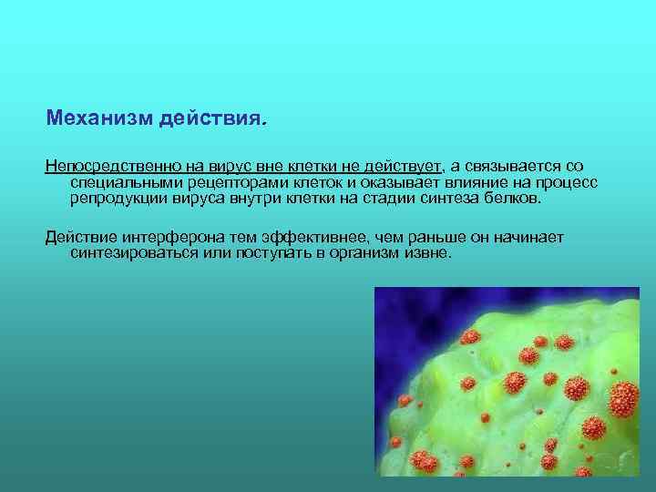 Механизм действия.  Непосредственно на вирус вне клетки не действует, а связывается со 