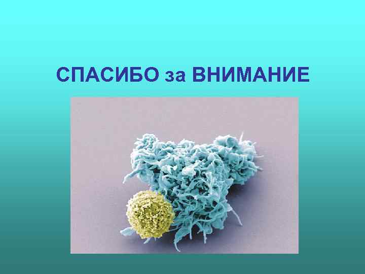 СПАСИБО за ВНИМАНИЕ 