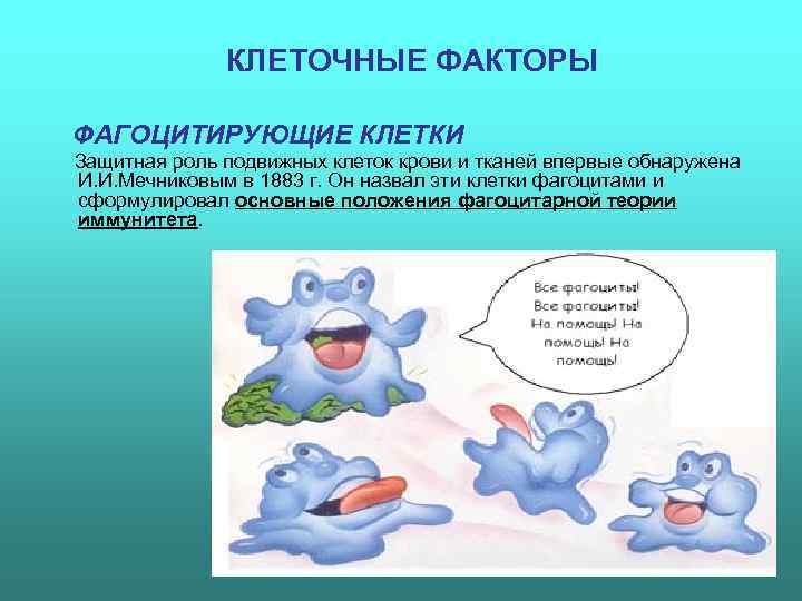    КЛЕТОЧНЫЕ ФАКТОРЫ ФАГОЦИТИРУЮЩИЕ КЛЕТКИ Защитная роль подвижных клеток крови и тканей