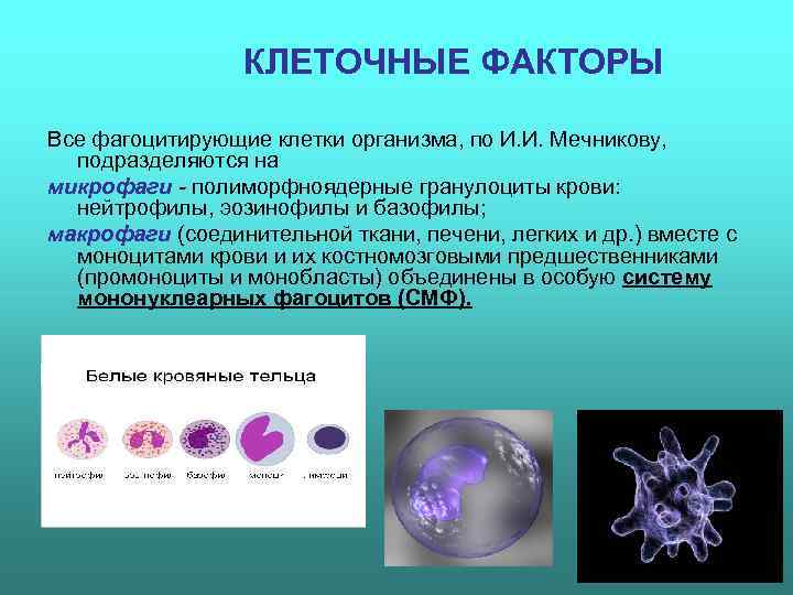    КЛЕТОЧНЫЕ ФАКТОРЫ Все фагоцитирующие клетки организма, по И. И. Мечникову, 