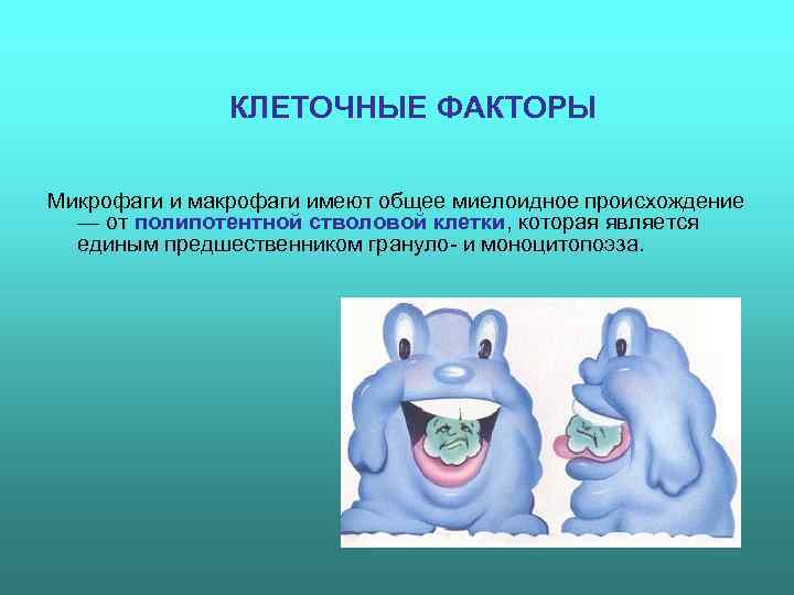     КЛЕТОЧНЫЕ ФАКТОРЫ Микрофаги и макрофаги имеют общее миелоидное происхождение 