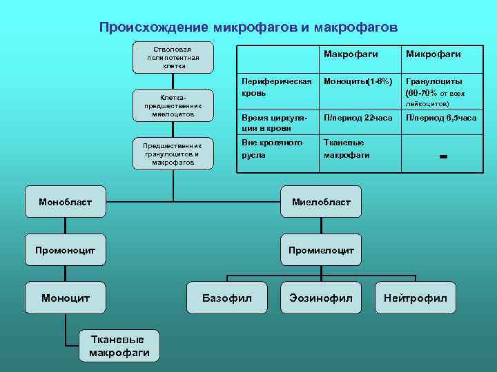 Факторы влияющие на восприимчивость хозяина к инфекции схема ворде