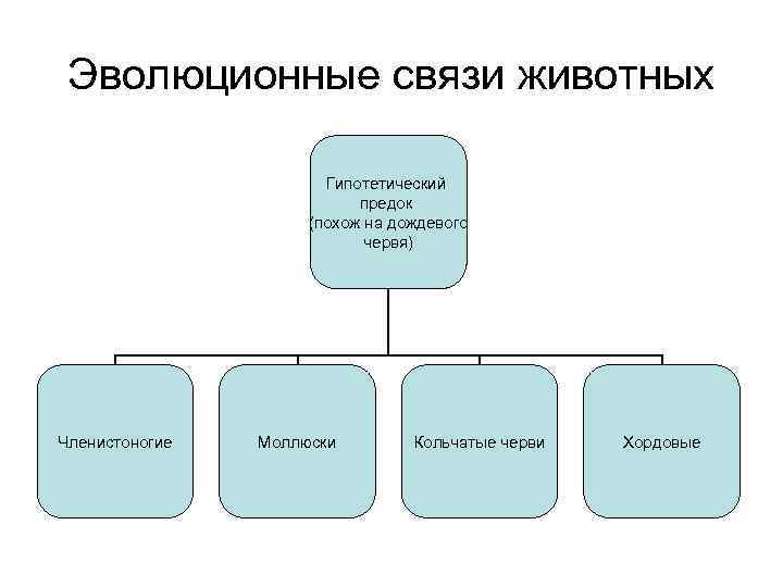  Эволюционные связи животных     Гипотетический     предок
