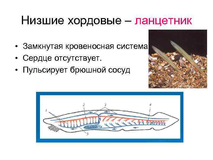  Низшие хордовые – ланцетник  • Замкнутая кровеносная система • Сердце отсутствует. 