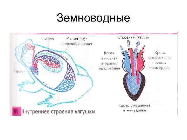 Кровообращение амфибий схема