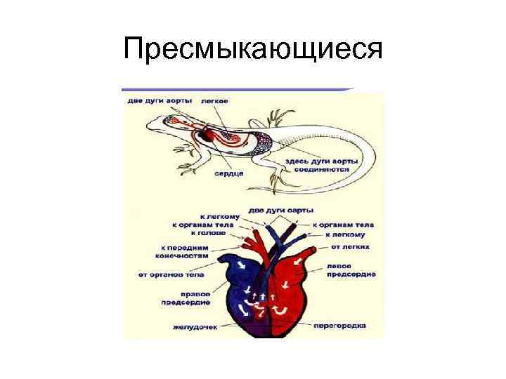 Пресмыкающиеся 