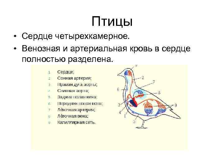    Птицы  • Сердце четырехкамерное.  • Венозная и артериальная кровь
