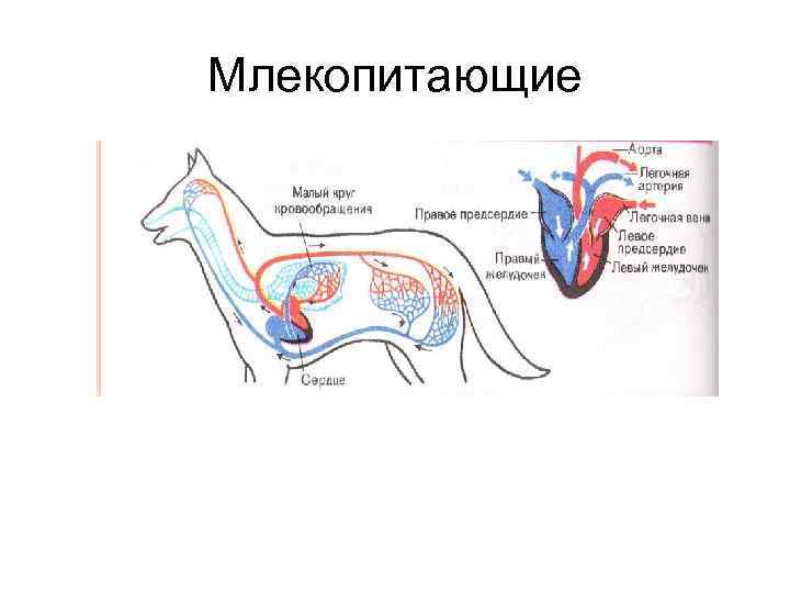 Млекопитающие 