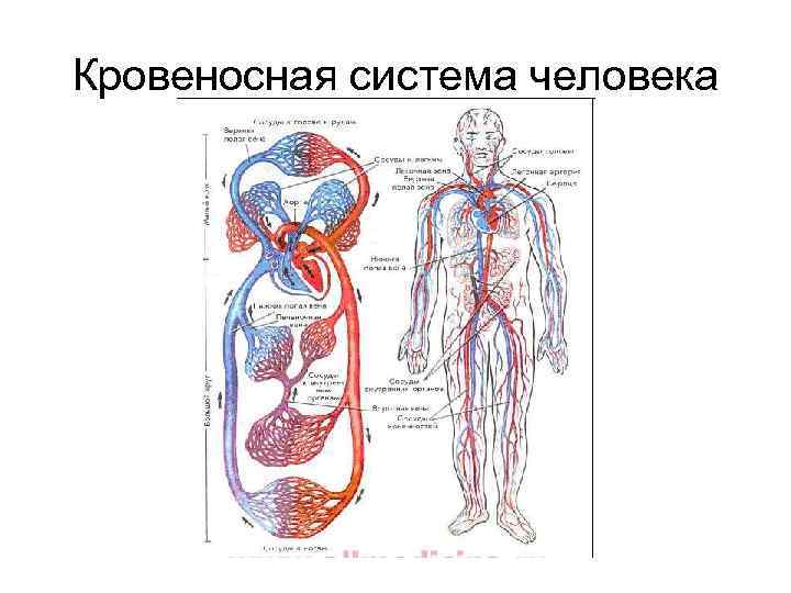 Кровеносная система человека 