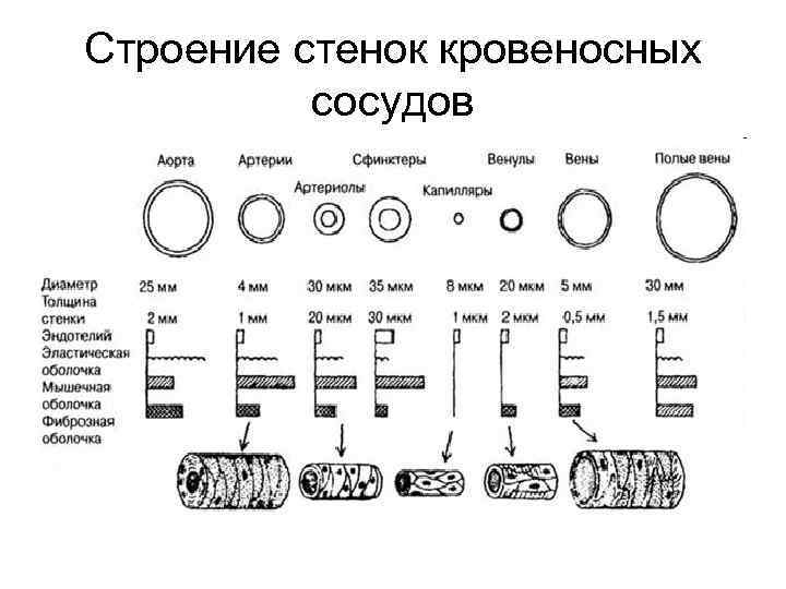 Строение стенок кровеносных  сосудов 