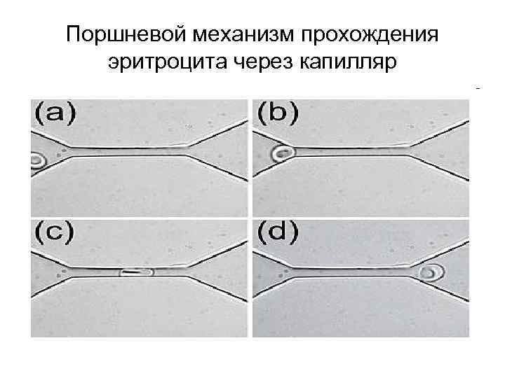 Поршневой механизм прохождения эритроцита через капилляр 