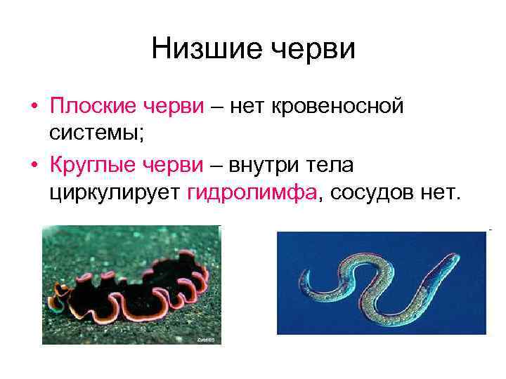 Плоские черви кровеносная система. Низшие черви. Типы низших червей. Низшие черви классификация. Типы низших червей перечислить.