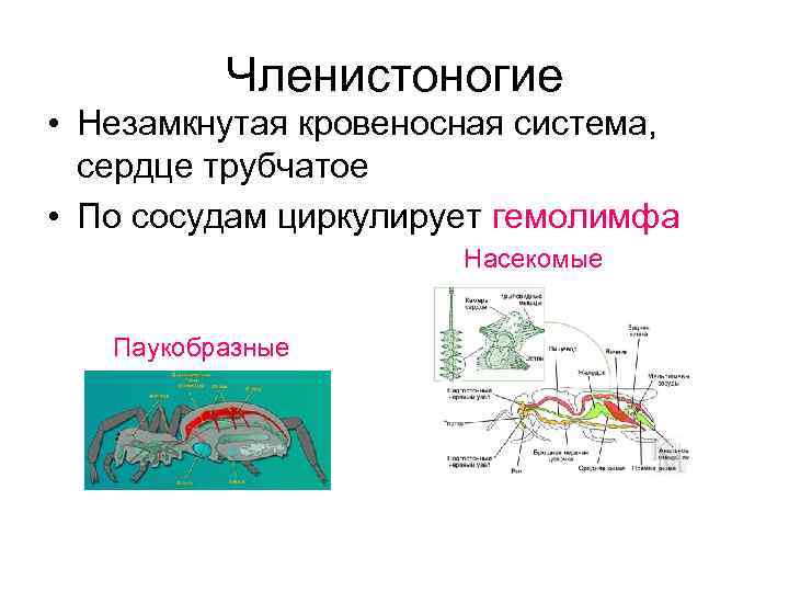      Членистоногие • Незамкнутая кровеносная система, сердце трубчатое • По