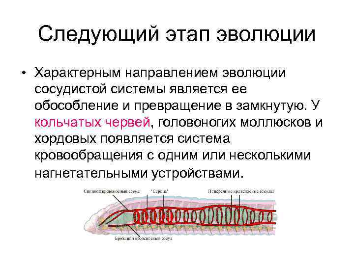  Следующий этап эволюции • Характерным направлением эволюции  сосудистой системы является ее 