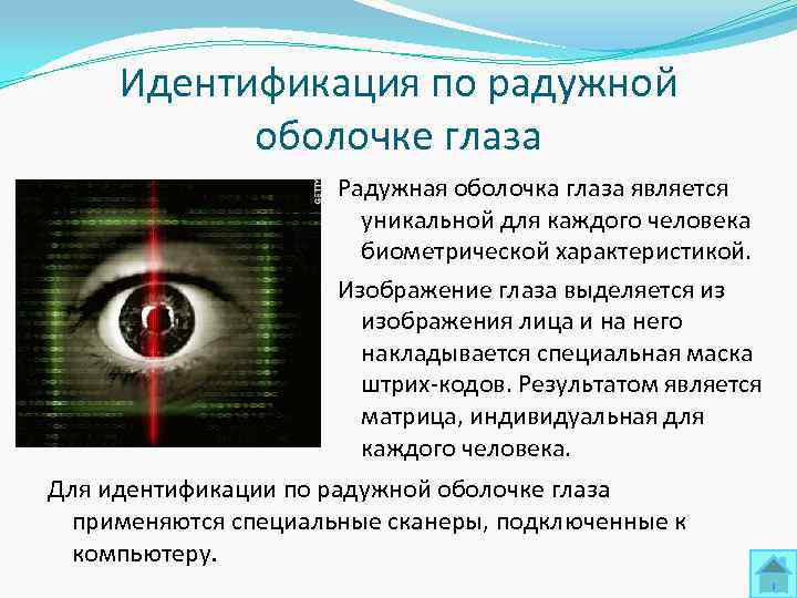  Идентификация по радужной   оболочке глаза    Радужная оболочка глаза