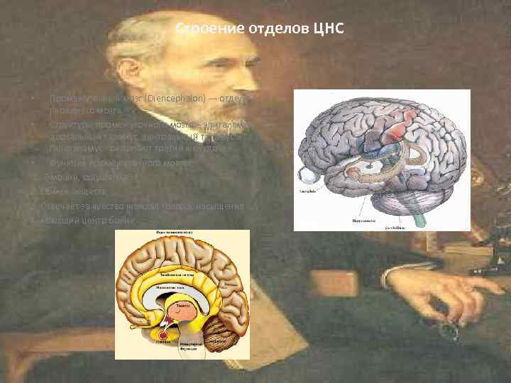       Строение отделов ЦНС  • Промежуточный мозг (Diencephalon)