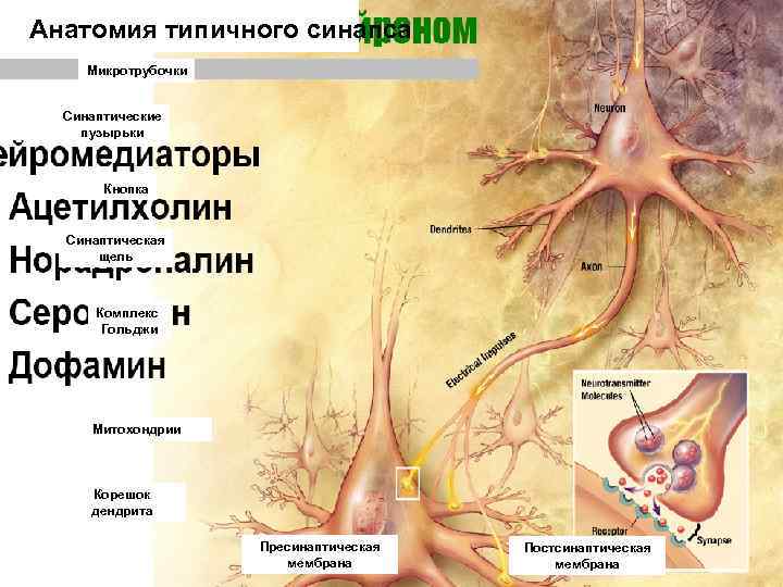 Анатомия типичного синапса Микротрубочки Синаптические пузырьки  Кнопка Синаптическая  щель   Комплекс