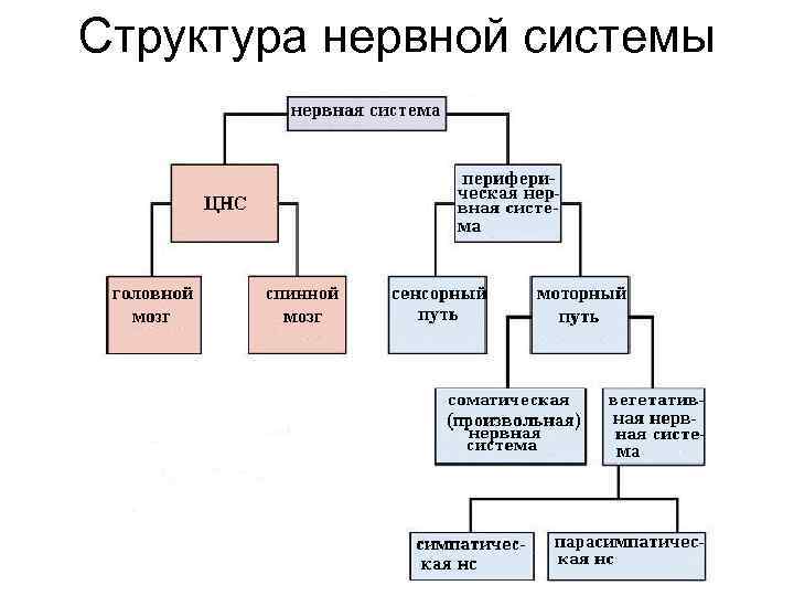 Общий план строения цнс