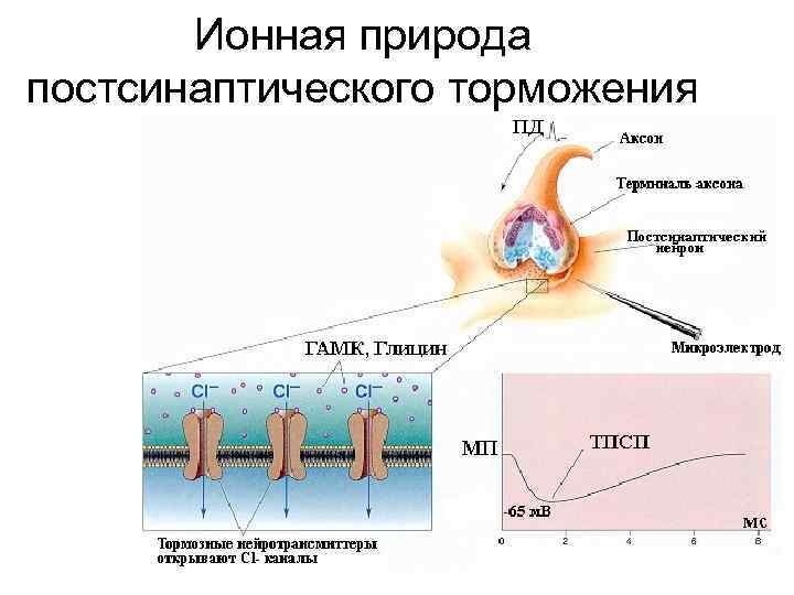 Ионная природа. Природапостсинаптического торможения физиология. Постсинаптическое торможение ионы. Постсинаптическое торможение тормозные Нейроны и синапсы. Какова ионная природа тормозного постсинаптического потенциала.