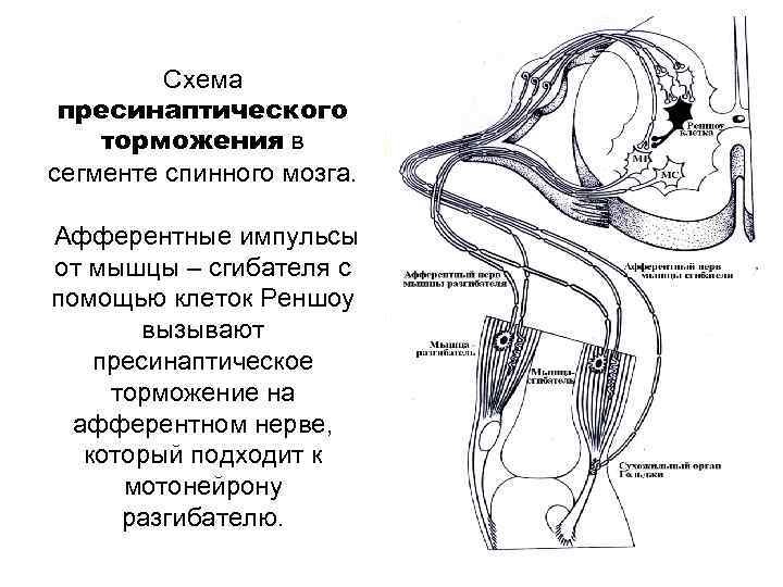 Ветви спинномозгового нерва схема