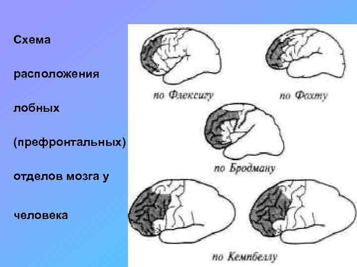 Заполните пропуски в схеме виды поражений головного мозга