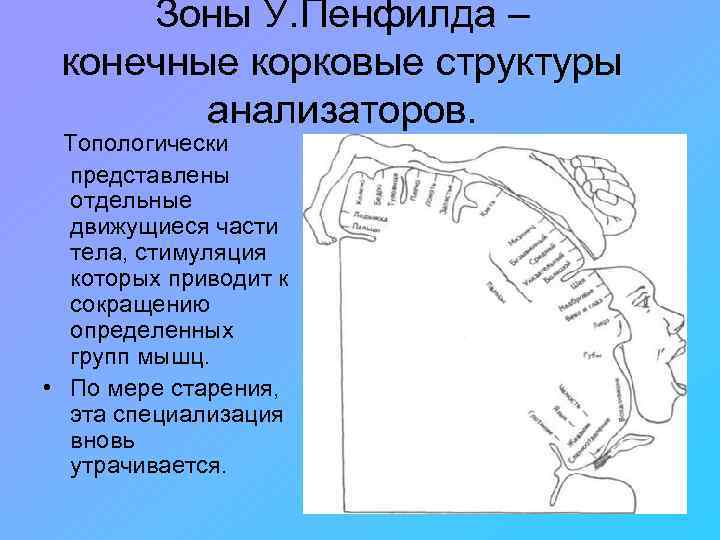 Высшие корковые функции презентация