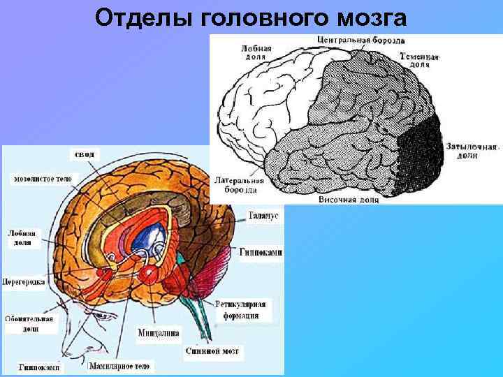 Процессы торможения в коре головного мозга презентация