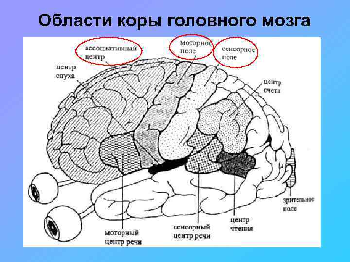 Локализация психических функций в мозге. Строение доли зоны коры головного мозга. Локализация психических функций в коре головного мозга. Центры в коре полушария головного мозга.