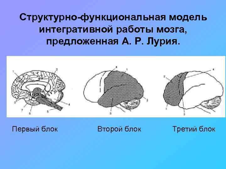 Функциональные блоки мозга