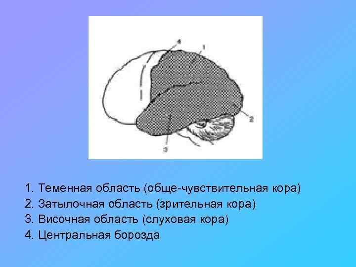 1. Теменная область (обще-чувствительная кора) 2. Затылочная область (зрительная кора) 3. Височная область (слуховая