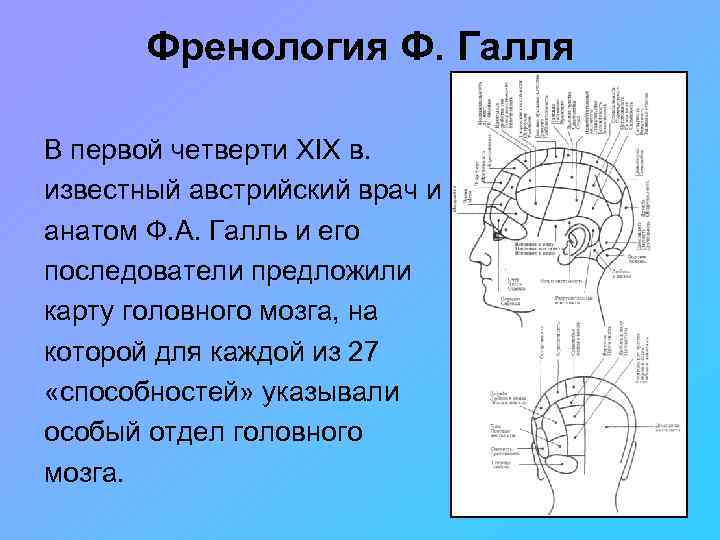 Френология карта черепа