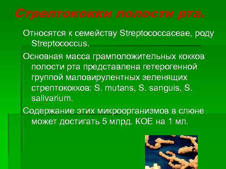 Стрептококки полости рта.  Относятся к семейству Streptococcaceae, роду  Streptococcus.  Основная масса