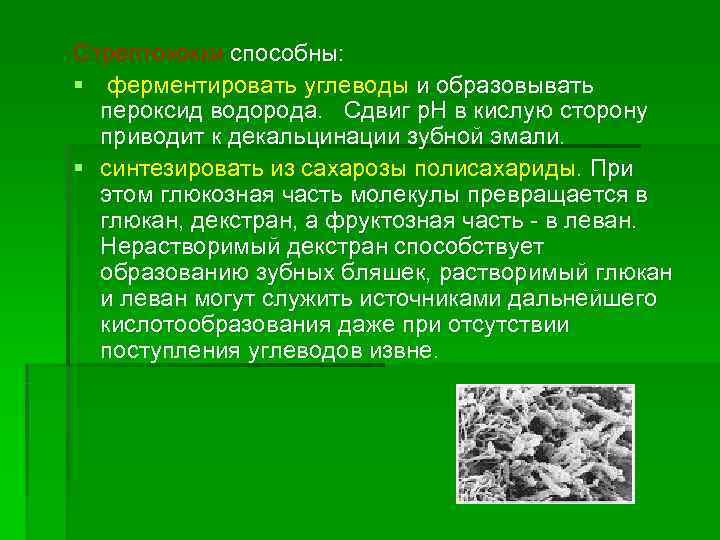 Стрептококки способны: § ферментировать углеводы и образовывать  пероксид водорода. Сдвиг р. Н в